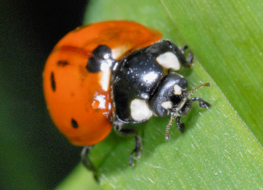 Un ragno nuovo e una coccinella